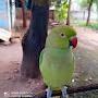 @aquilathegreenpiedparrot7.612