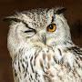 @LittleKid_Owl