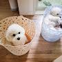 @김민트체리인사이드아