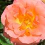 @isabelrogerson5350