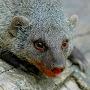 @theobtusemongoose3980