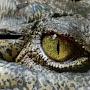 @crocodile69