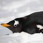 @Lil_penguplayz