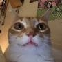 @catsaregoofy