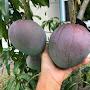@mangogrower5426
