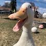 @Angry_Duck_o.o