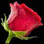@shkshk6501