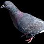 @pigeon_새