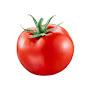 @Tomato-ripe