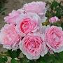 @リンダの薔薇880