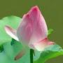 @tampham8849