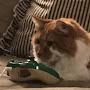 @ThatLazyGamerCat
