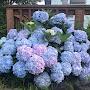 @hydrangealove1875