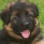 @darth-hellhound6534