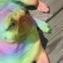 @Rainbowpugz