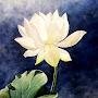 @pencilled_robin