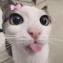 @haoyii