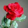 @salimpatel5394