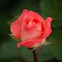 @naseemakhtar7977