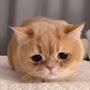 @cat-jawiwhd