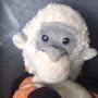 @themonkeyandgorilla1845
