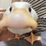 @gooseboy_m