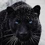 @msgamingblackpanther5058