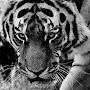 @benevolent_tiger