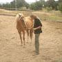 @goldenequine