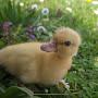 @ducklinx