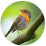 @NatureSounds5564