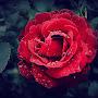 @khunghee408