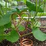 @culdesacgrocerygarden
