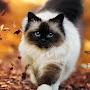 @lucythevaliantbookreader7639