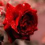 @shweta_talks