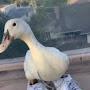 @SwaggDuck