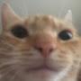 @Meaw-v9f
