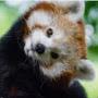 @Confused_red_panda