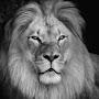 @tybiglion3512