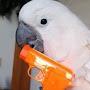 @TheMostMacaw12
