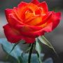 @Abdullahs_World