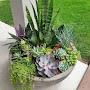 @folia_exotica