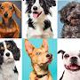 @happydogclub