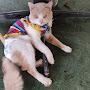 @佳佳那只偷渡猫