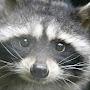 @OfficialRaccoons