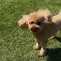 @My_a_little_dog