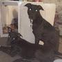 @powerhounds4399