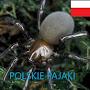 @POLSKIEPAJAKI-wz3dw