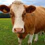@NoTeDCoW