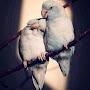@alirazamesi9090